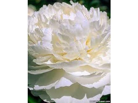 Божур бял / Paeonia white / 1 бр