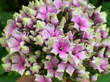 Флокс (Phlox) Starburst - 1 корен			