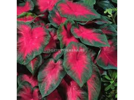 Каладиум, Кардинал /Caladium (hybriden) bicolor 'Cardinal'/- 1бр