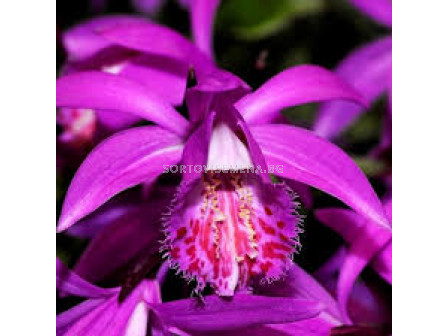 Земна орхидея / Pleione tongariro / 1 бр