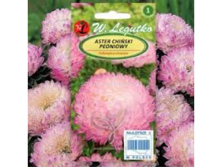 Астра божур бяло-розова /Callistephus chinensis Paeony pink&white/ LG - 1 оп