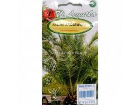 Канарска финикова палма /Phoenix canariensis green/ LG 1 оп