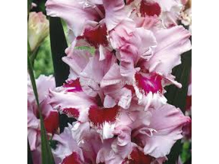 Гладиол / Gladiolus'Thats Love'/ 