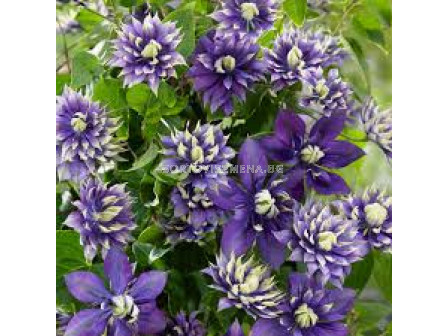 Клематис - Clematis Taiga - 1 бр