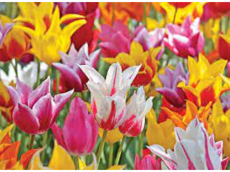 Лале микс / Tulips lily-flowered mix / 