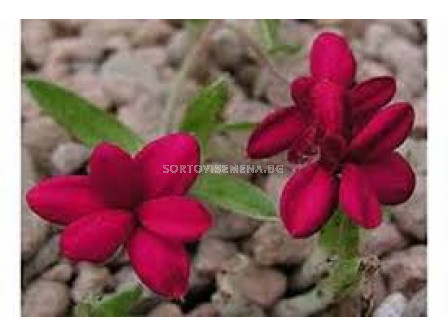 Родохипопсис червен  /Rhodohypoxis baurii red / 1 бр