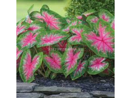 Каладиум Роузбъд /Caladium 'Rosebud'/ - 1 бр