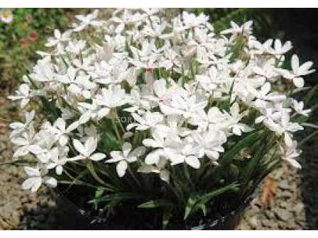 Родохипопсис бял  / Rhodohypoxis baurii white / 1 бр