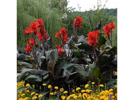 Канна Блек найт /Canna 'Black Night'/ -1 бр