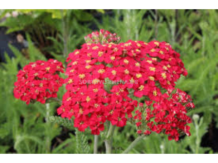 Равнец -паприка / Achillea Paprika/ 1 бр