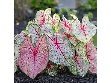 Каладиум Бяла Кралица /Caladium 'White Queen'/ - 1бр