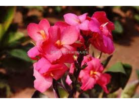 Канна Шайнинг Пинк /Canna 'Shining Pink'/ - 1бр