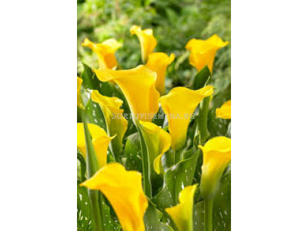 Кала - Zantedeschia 'Florex Gold' - 1 бр