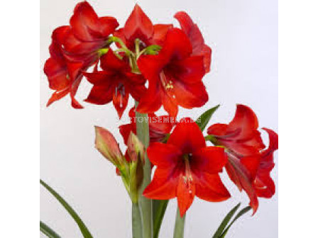 Амарилис /Hippeastrum diamond 'Rapido'/- 1 бр