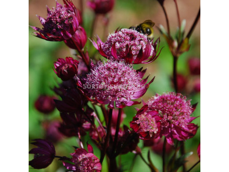 Астранция /Astrantia Ruby Wedding/ 1 бр