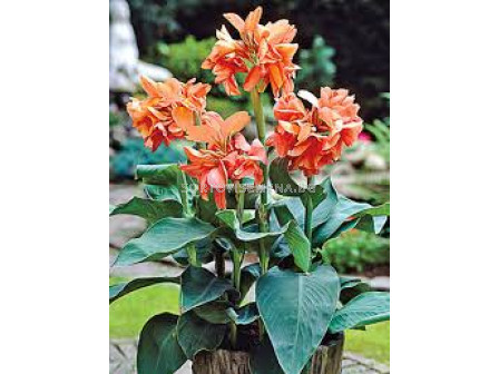 Канна Сламон Бюти /Canna 'Salmon Beauty'/ 1 бр