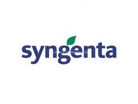 Пелети салата батавия Виньоле (Vignole F1) Syngenta 1 оп-5 000 сем