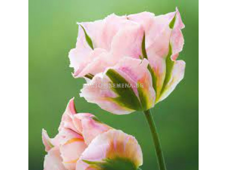 Лале /Tulip China Town/ 11/12