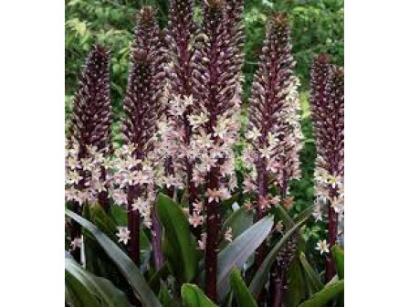 Еукомис Бургунди /Eucomis comosa 'Sparkling Burgundy'/- 1 бр