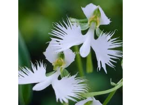 Орхидея /Habenaria variegata/ 1 бр