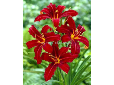 Хемерокалис /Hemerocallis 'Autumn Red'/ 1 бр