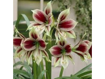 Амарилис /Hippeastrum 'Papilio'/ 1 бр