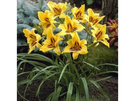 Хемерокалис Бонзанза /Hemerocallis 'Bonanza' 1 бр