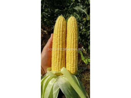 Семена Сладка царевица TURBINE F1-5000 сем