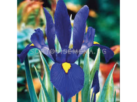 Ирис /Iris dutch 'Blue Pearl'/