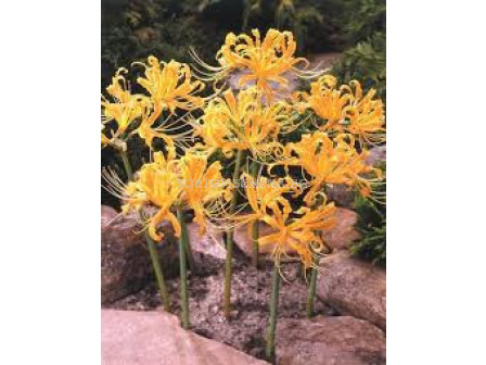 Паякова лилия /Lycoris aurea/- 1 бр