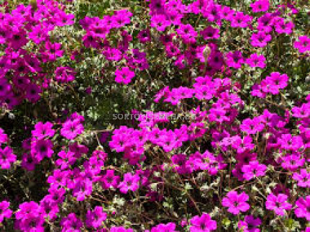Здравец - Geranium cinereum Subcaulescens - 1 бр