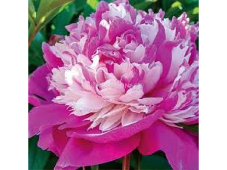 Божур - Paeonia Celibrity - 1 бр				