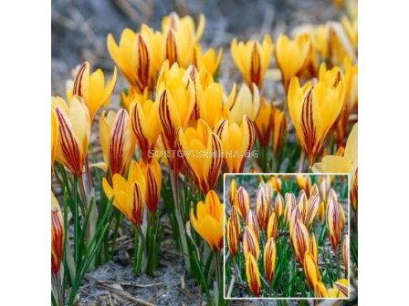 Минзухари  / Crocus 'Early Gold' / 1 бр