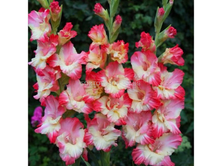 Гладиол /Gladiolus 'Gerona' /1 бр