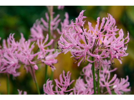 Нерине /Nerine undulata'/ 1 бр