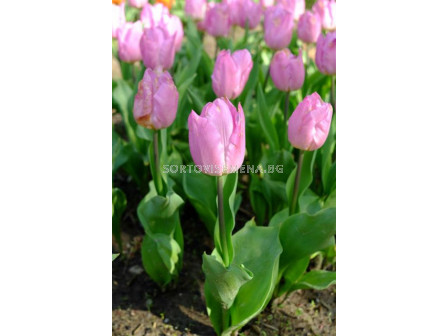 Лале /Tulip Light Pink Prince/ 1 бр