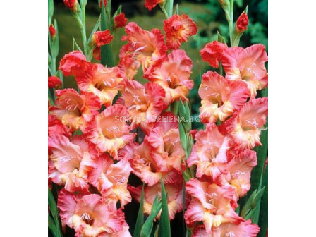 гладиол (Gladiolus) Fresco