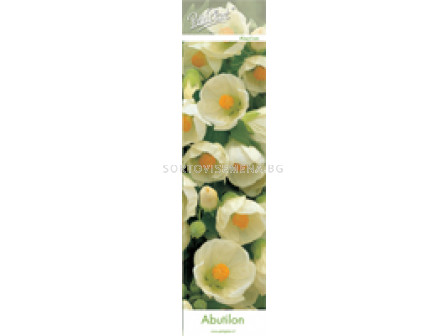 Абутилон (Abutilon) Бял