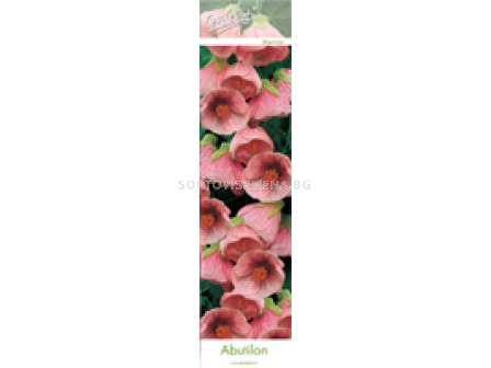 Абутилон (Abutilon) Розов