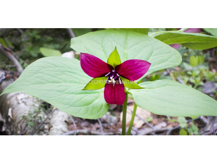 Трилиум /Trillium erectum/ 1 бр