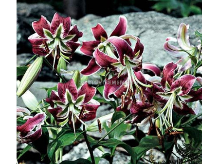 Лилиум - Lilium oriental 'Black Beauty' - 1 бр