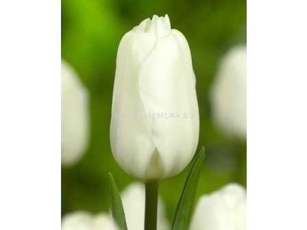Лале /Tulip Agrass White/ 11/12