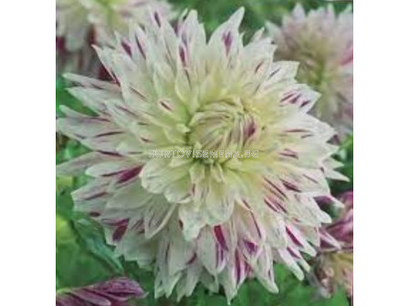 Далия Dahlia Akita's Striped - 1 бр.