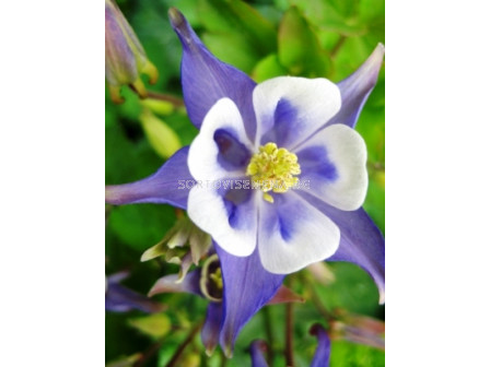 Аквилегия синя - Aquilegia blue