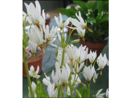 Додекатеон Album/ Dodecatheon meadia - 1 брой