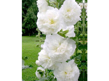 Градинска ружа / Alcea Double White / 1 бр