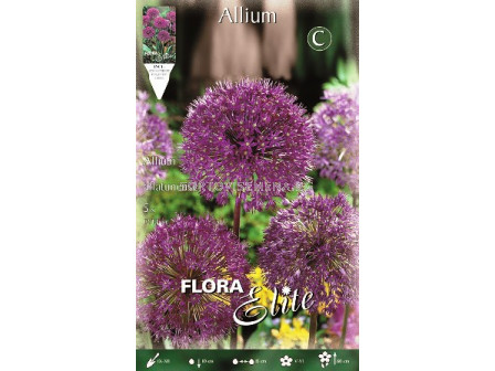 Декоративен лук (Allium) Aflatunense