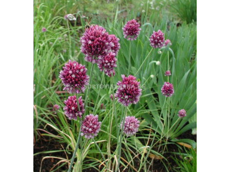 Декоративен лук / Allium scorodoprasum/ 1 бр