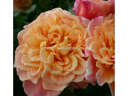 Роза Aloha® (катерлива роза), серия Klettermaxe- Kordes-1 брой