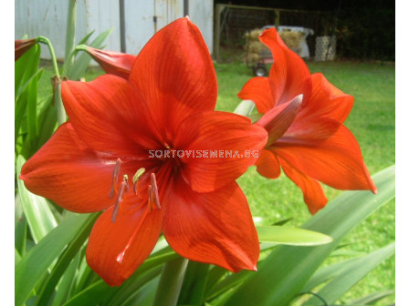 Амарилис (Hippeastrum) Orange